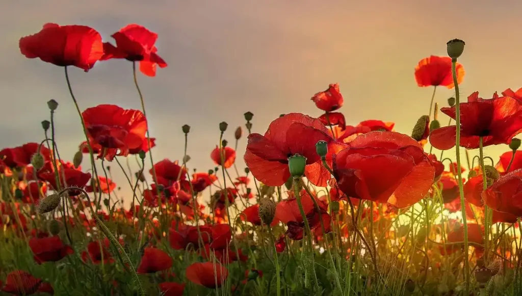 coquelicot