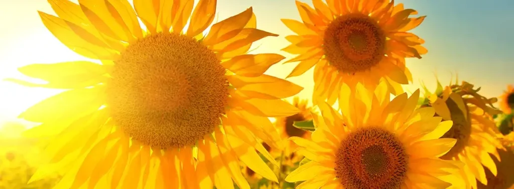 tournesol